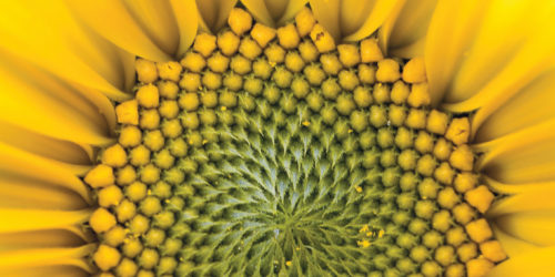 International GCSE Mathematics sunflower