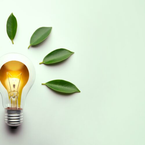 An image of a lit lightbulb surrounded by green leaves